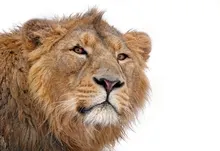 animals lions big cats 4000x2658 wallpaper Art HD Wallpaper